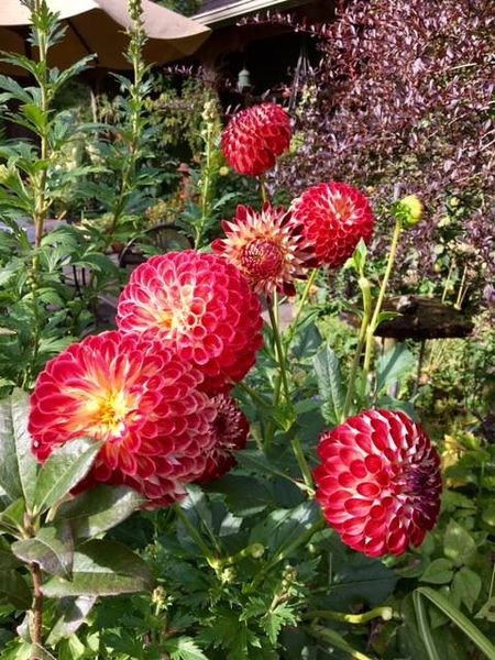 Botanical Name